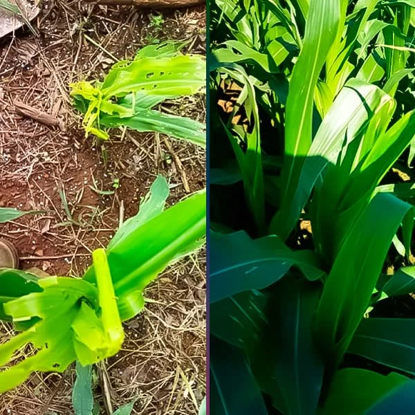 Comparativo: Paraná - sem Destroyer Comparativo: Plantação no Paraná sem o Destroyer